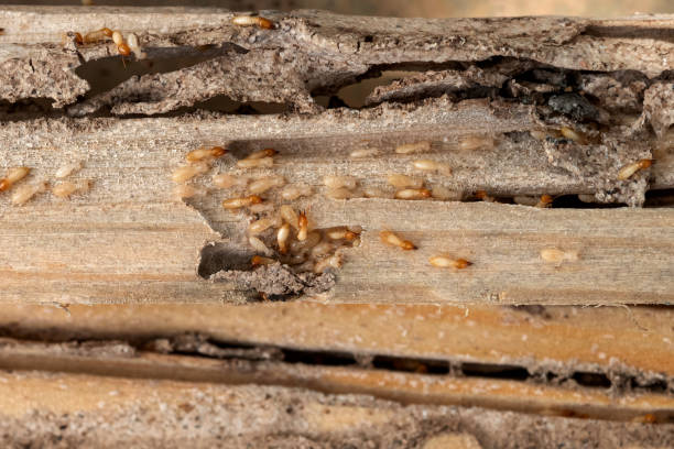 Best Affordable Pest Control Services  in Raceland, KY